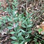 Ruscus aculeatus Leaf