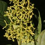 Palicourea berteroana Blad