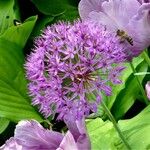 Allium nigrum Blomst