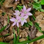 Allium drummondii Квітка