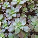 Aeonium leucoblepharum 葉