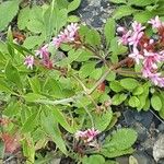 Valeriana angustifolia Rinde