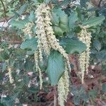 Garrya elliptica Leaf