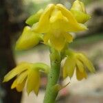 Polystachya pyramidalis Flower