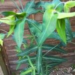 Euphorbia lathyris 葉