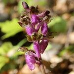 Orchis spitzelii Квітка