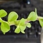 Portulacaria afra Blad