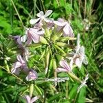 Saponaria officinalis Floare