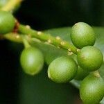 Prunus laurocerasus Plod