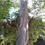 Eucalyptus deglupta Bark