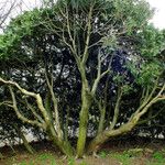 Thuja occidentalis Celota