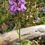 Orchis olbiensis ശീലം