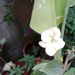 Brunfelsia americana Fleur