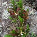 Epidendrum nocturnum Hábito