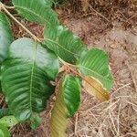 Harungana madagascariensis Hoja