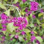 Callicarpa americana 葉