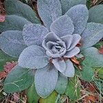 Verbascum boerhavii Leaf