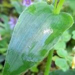 Callisia purpurascens Leaf