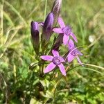 Gentianella germanica Folha