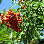 Sorbus aucuparia Φρούτο