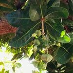 Barringtonia asiatica Fruit