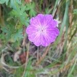 Geranium sanguineumBlomst