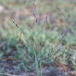 Panicum repens Egyéb