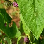 Lantana trifolia Leaf