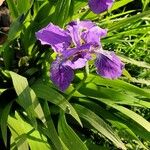 Iris tectorum ফুল