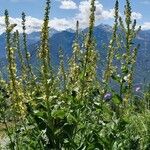 Verbascum lychnitis Habitat