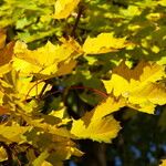 Acer pictum Leaf