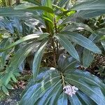 Alpinia zerumbet Blad