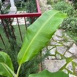 Musa acuminata Feuille