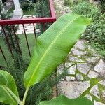 Musa acuminata Leaf