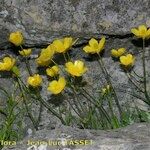 Ranunculus spicatus Celota