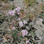 Armeria multiceps Flower