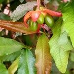 Ochna serrulata পাতা