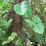 Philodendron dodsonii Leaf