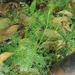 Cyclospermum leptophyllum Blatt