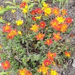 Bidens triplinervia Habitatea