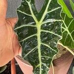 Alocasia sanderiana Liść