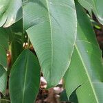 Heliconia latispatha Leaf