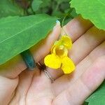 Impatiens pallidaFlower