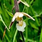 Epipactis palustris Flor