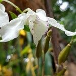 Dendrobium rhodostictum Flower