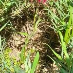 Bomarea salsilla Habit