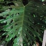 Philodendron bipinnatifidum葉