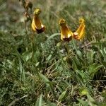 Calceolaria uniflora Costuma