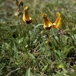 Calceolaria uniflora عادت