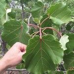 Ficus abutilifolia Blatt